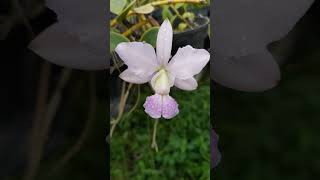 Cattleya walkeriana coerulea [upl. by Ganiats599]