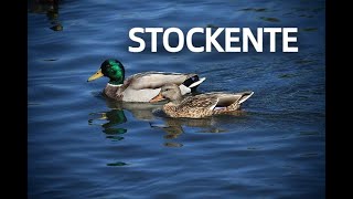 STOCKENTE Zwitscherportrait kleinfein  Video Bild Rufe und Steckbrief [upl. by Refitsirhc]