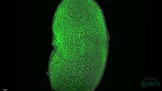 Light sheet microscopy of a mouse kidney [upl. by Noivax394]