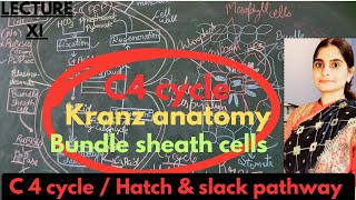 C4 pathway Hatch amp slack pathway kranz  bundle sheath cells XI biology most easy explanationNEET [upl. by Joelynn]