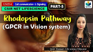 GPCR IN VISION SYSTEM  GPCR Part5  CSIR NET  ROD CELL SIGNALING [upl. by Zsa]