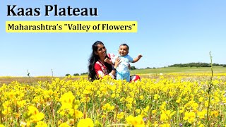 Kaas Plateau  कास पठार  Maharashtras Valley of Flowers  Kas Pathar  Satara [upl. by Ennovad]