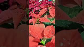 Poinsettiapoinsettiared flowers shorts rajisgarden plants Gardeningtrendingshorts november [upl. by Hagen]