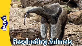 Giant Anteater RedEyed Frog Eastern Box Turtle Black Widow Spider Octopus Pelican  Little Fox [upl. by Beitris]