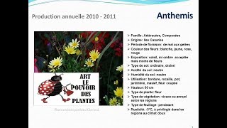 Tuto jardin Anthemis fiche technique plante annuelle [upl. by Fowler]