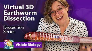 Visible Biology  Dissecting an earthworm in virtual 3D with Dr Harley [upl. by Alger]