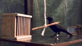 Experiment to show crows using tools [upl. by Sanburn744]