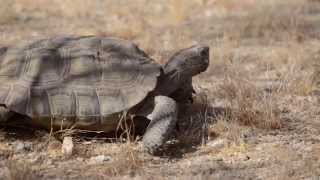 When and How to Move a Tortoise [upl. by Pam]