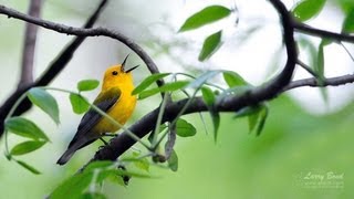 Prothonotary Warbler Portrait [upl. by Domela]