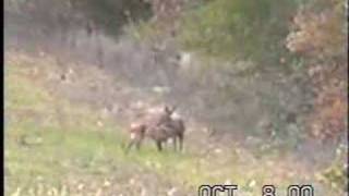 Rare ViewDoe Nurse 2 Fawns [upl. by Portie]