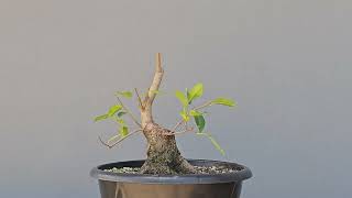 Pré Bonsai Fícus Organensis 11 Anos [upl. by Yraek39]