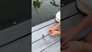 Releasing baby Atlantic croakers [upl. by Klotz]