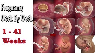 Pregnancy Week By Week  1  41 Weeks Fetal Developments [upl. by Zaraf259]