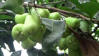 4 year old Grafted Jambu Wax Apple at My Garden [upl. by Dylan805]