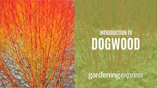 An Introduction to Dogwood  Gardening Express [upl. by Euqinot]