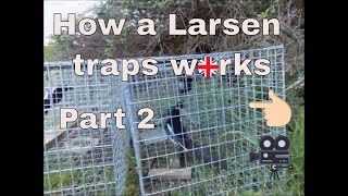 How a Larsen trap works part 2 [upl. by Ratep88]