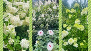 Panicle Hydrangeas in Bloom Limelight  Strawberry Vanilla  Pinky Winky [upl. by Anneiv]