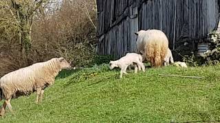 Young lambs frolicking around their mothers [upl. by Eileen411]