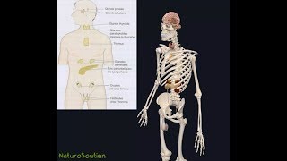 Système endocrinien en 3D Naturosoutien [upl. by Gaw]