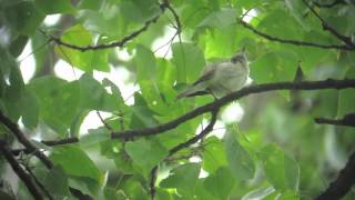 Western Bonellis Warbler [upl. by Oderfla724]