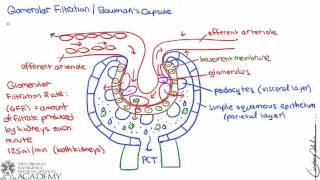 Bowmans Capsule [upl. by Kawasaki462]