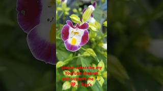 Torenia Flower 🌼🌼 short torenia flower plant videosubscribemychannelGamingamp Gardening vlogs [upl. by Swarts]