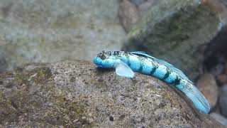 Sicydium punctatum Middleham Falls Dominica [upl. by Hartmunn]