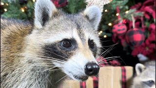 Wild Raccoons are Preparing for a Merry Christmas [upl. by Allana]