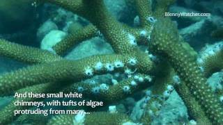 Damselfish Bites [upl. by Cynthia]