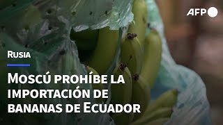 Rusia prohíbe la importación de bananas de Ecuador  AFP [upl. by Seerdi82]