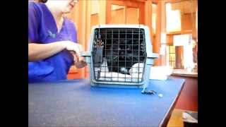 Removing Aggressive Cats from Carriers [upl. by Sheilah]