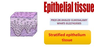 Stratified epithelium histology [upl. by Aikemat]