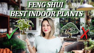 Feng Shui  BEST INDOOR HOUSE PLANTS Boost Health amp Wealth PLUS 2 to AVOID [upl. by Ainnet]