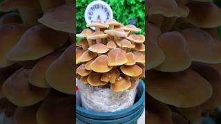 Time lapse video of mushroom plant🍄  life cycle of mushroom shorts like share subscribe [upl. by Fife]