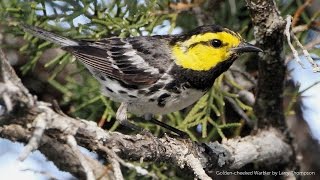 Goldencheeked Warbler Song [upl. by Orag487]