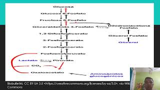 GLUCONEOGENESIS PATHWAY [upl. by Trellas372]