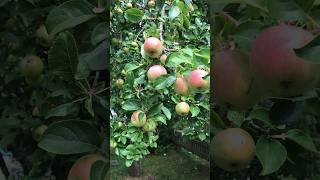 appletree 1of3 the biggest one in the garden 🍎 fruittree [upl. by Leimad]