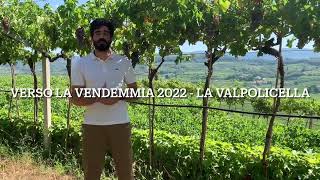 Verso la vendemmia 2022  La Valpolicella 2  continua [upl. by Lokcin]