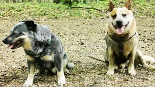 Amazing Herding Skills Australian Cattle Dogs in Action [upl. by Nickie]