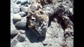 Seal Body on Taylor Head Beach 2017 [upl. by Zenitram]