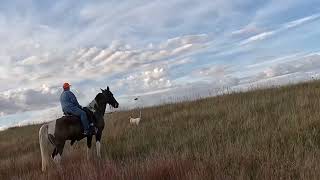 Early Season Sharptail’s on the ND Prairie [upl. by Pacien]