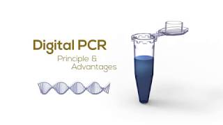 Digital PCR Principle amp Advantages [upl. by Dumm]