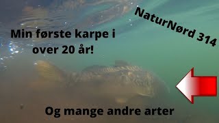 NaturNørd 314 Karpefiskeri med succes [upl. by Margalo]