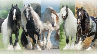 The Gypsy Vanner Horse Society [upl. by Allenaj989]