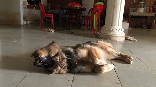 Mix challenged German shepherd under attack from street dogs 2024 [upl. by Bergin]