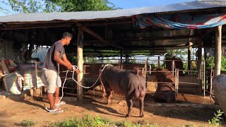 Sow pig breedsRaising small farm pigs [upl. by Rayner601]