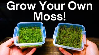 How To Propagate Moss  Simple amp Easy Method [upl. by Vladi]