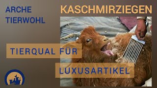 KASCHMIRZIEGEN  TIERQUAL für Luxusartikel [upl. by Iccir962]