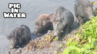 pig rearing in rural life daily picture of our village pig herdasian pig farming [upl. by Linnea745]