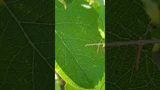 A bizarre looking Common Plume Moth on an apple tree [upl. by Ursulette]